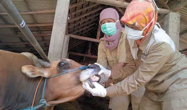 Ilustrasi petugas mengecek kesehatan hewan jelang Iduladha (foto/int)